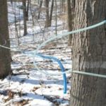 Photo of Maple Tapping Festival