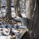 maple-tapping-5